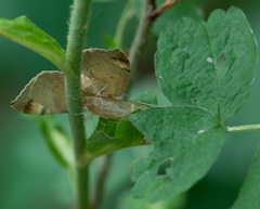 Eulithis pyropata