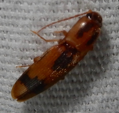 Conoderus vespertinus