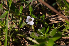 Bacopa monnieri