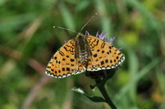 Melitaea didyma