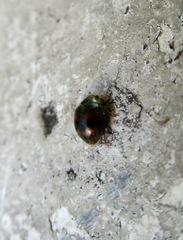 Scymnus subvillosus
