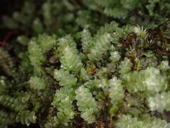 Calypogeia