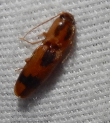 Conoderus vespertinus