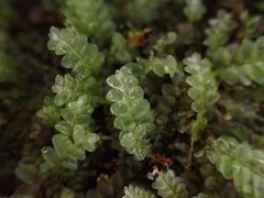 Calypogeia