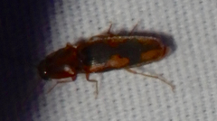 Conoderus vespertinus