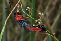 Zygaena purpuralis