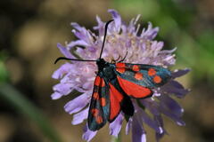 Zygaena filipendulae
