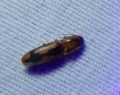 Conoderus vespertinus