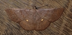 Parilexia cermala