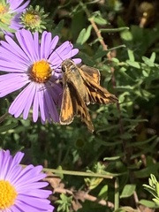 Hylephila phyleus