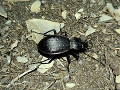 Carabus hortensis