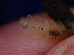 Calypogeia