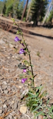 Penstemon laetus
