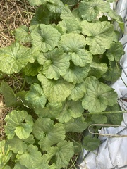 Glechoma hederacea