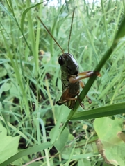 Phoetaliotes nebrascensis