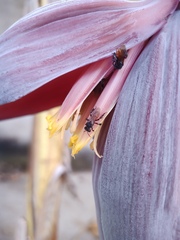 Trigona fulviventris