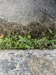 Potentilla reptans