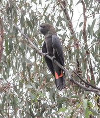 Calyptorhynchus lathami