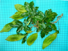 Grazielodendron rio-docensis