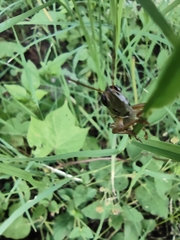 Phoetaliotes nebrascensis