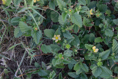 Malvastrum coromandelianum