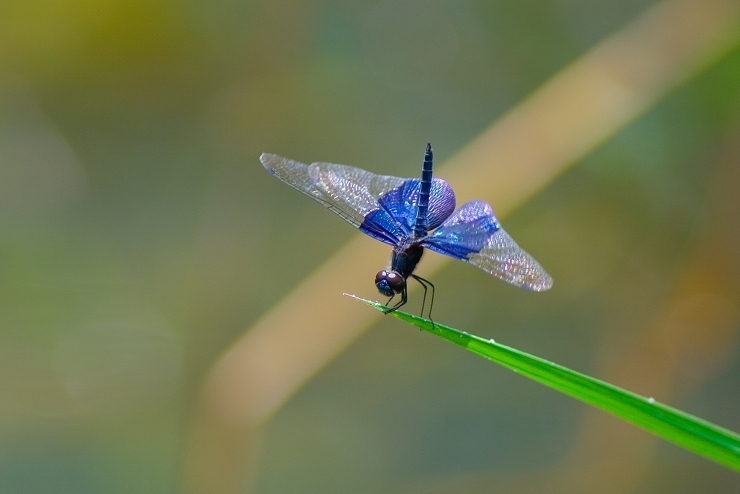 Sapphire Flutterer Insects Wild Latitudes Borneo Tour · Biodiversity4all