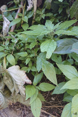 Parietaria officinalis