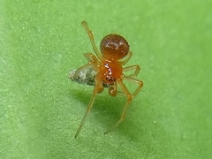 Ruborridion musivum