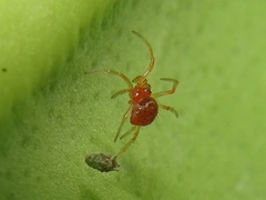 Ruborridion musivum