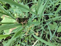 Phoetaliotes nebrascensis