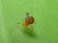 Ruborridion musivum