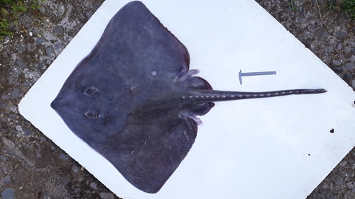 Austral ray (Bathyraja griseocauda) — Arhynchobatidae — 2