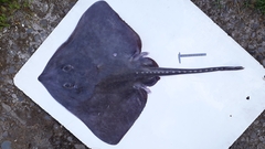 Bathyraja griseocauda