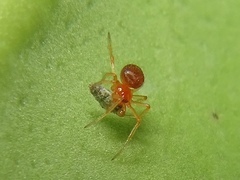 Ruborridion musivum