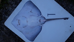 Bathyraja griseocauda