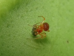 Ruborridion musivum