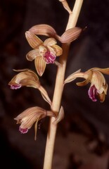Bletia spicata