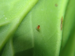Ruborridion musivum