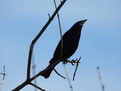 Molothrus bonariensis