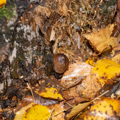 Pluteus