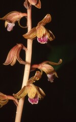 Bletia spicata