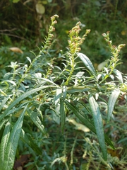 Artemisia indica