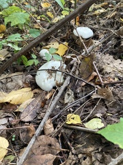 Clitocybe nebularis alba