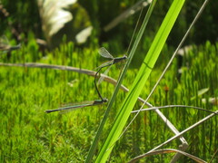 Lestes virens vestalis