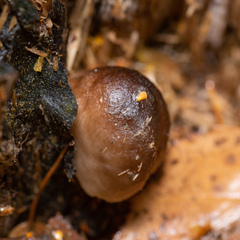 Pluteus