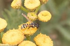 Stenodynerus anormis