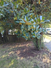 Ilex cornuta