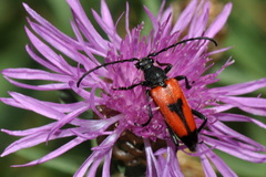 Stictoleptura cordigera