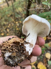 Clitocybe nebularis alba