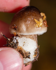 Pluteus